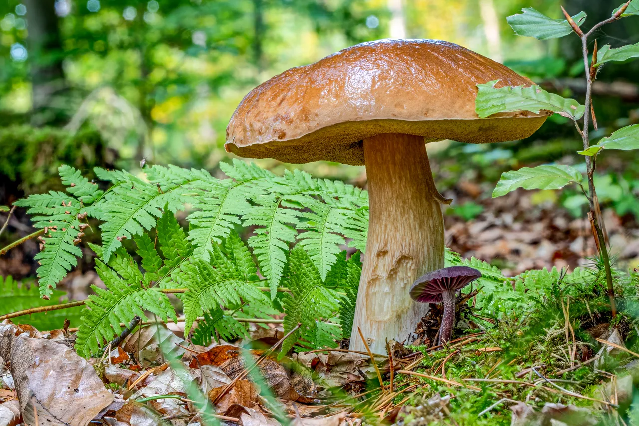Un boletus edulis en el suelo del bosque, con el sombrero pardo y el pie grueso y claro