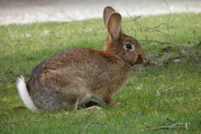 Un conejo de monte de perfil sobre la hierba