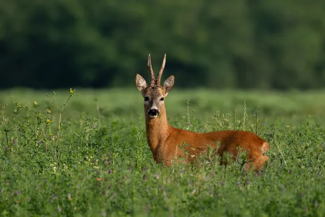 Un corzo macho con la cuerna corta en un prado verde