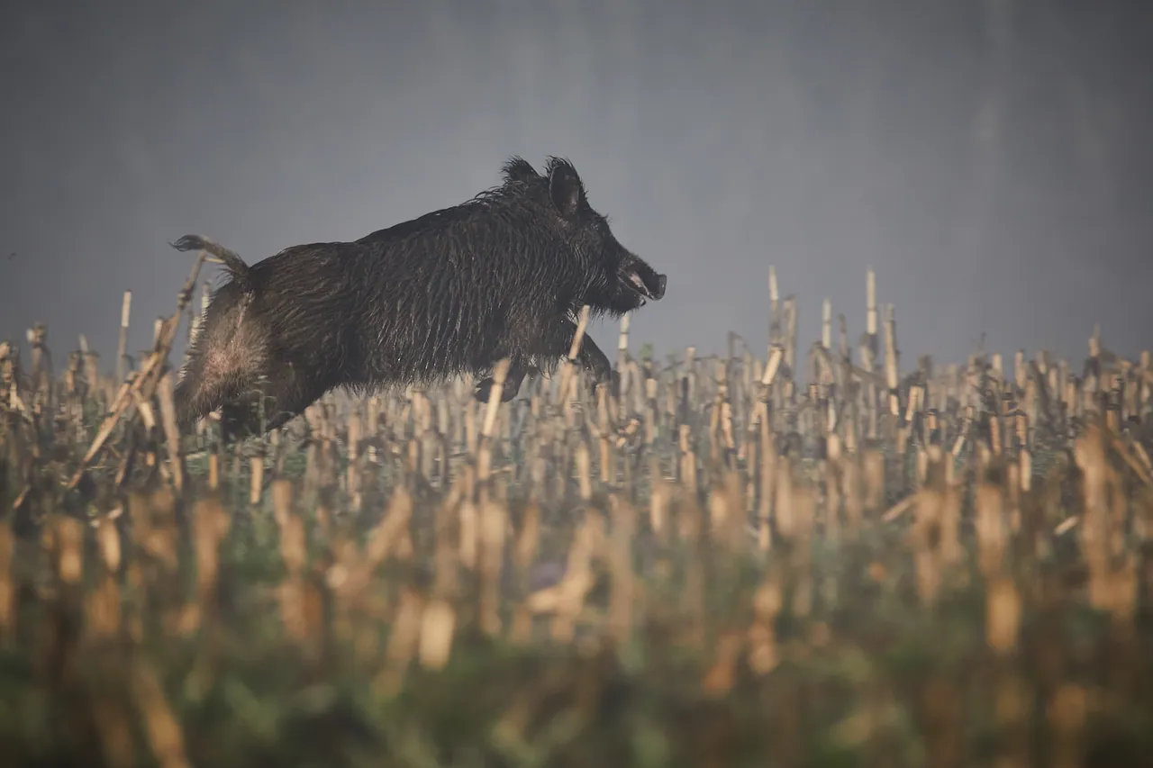 Un jabalí cruzando un campo de rastrojo al atardecer