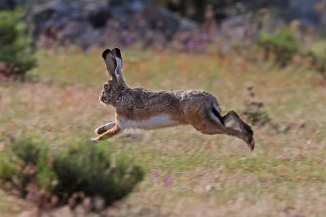 Una liebre ibérica corriendo por el matorral