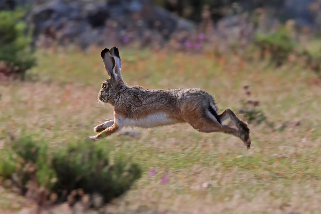 Una liebre ibérica corriendo por el matorral