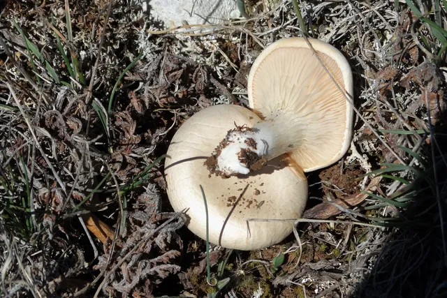 Setas de cardo silvestres en un suelo seco, con las láminas blancas a la vista